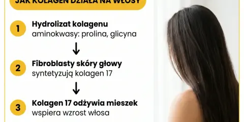 Schemat działania kolagenu do włosów: hydrolizat kolagenu, synteza kolagenu 17 przez fibroblasty, odżywienie mieszka włosowego. Minimalna dawka 2,5 g/dzień.