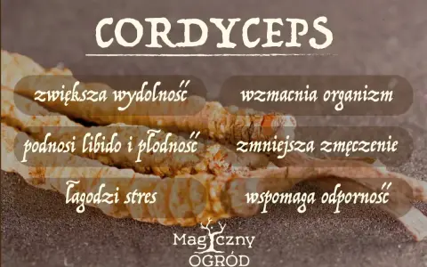 Cordyceps na co? Zwiększa wydolność, wzmacnia organizm, podnosi libido, zmniejsza zmęczenie, łagodzi stres i wspomaga odporność.