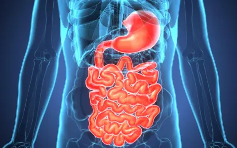 Anatomia układu pokarmowego, uwidaczniająca żołądek i jelita. Obraz może pomóc zrozumieć zapalenie jelit objawy.