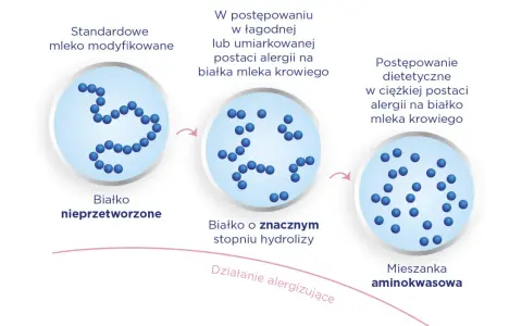 Schemat pokazuje przejście od białka nieprzetworzonego do mieszanki aminokwasowej, stosowanej w alergii na białko mleka krowiego, np. w mleku Neocate Junior.