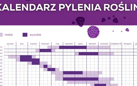 Kalendarz pylenia roślin: brzoza pyli od marca do maja, olcha i leszczyna wcześniej.