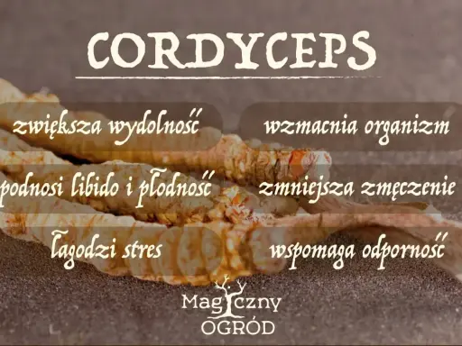 Cordyceps na co? Zwiększa wydolność, wzmacnia organizm, podnosi libido, zmniejsza zmęczenie, łagodzi stres i wspomaga odporność.