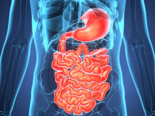 Anatomia układu pokarmowego, uwidaczniająca żołądek i jelita. Obraz może pomóc zrozumieć zapalenie jelit objawy.