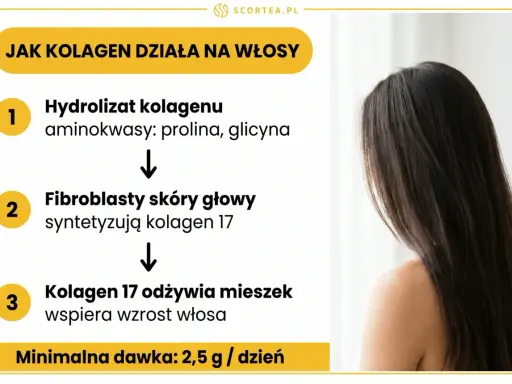 Schemat działania kolagenu do włosów: hydrolizat kolagenu, synteza kolagenu 17 przez fibroblasty, odżywienie mieszka włosowego. Minimalna dawka 2,5 g/dzień.