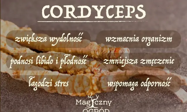 Cordyceps na co? Zwiększa wydolność, wzmacnia organizm, podnosi libido, zmniejsza zmęczenie, łagodzi stres i wspomaga odporność.
