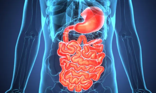 Anatomia układu pokarmowego, uwidaczniająca żołądek i jelita. Obraz może pomóc zrozumieć zapalenie jelit objawy.