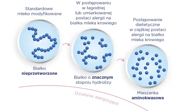 Schemat pokazuje przejście od białka nieprzetworzonego do mieszanki aminokwasowej, stosowanej w alergii na białko mleka krowiego, np. w mleku Neocate Junior.