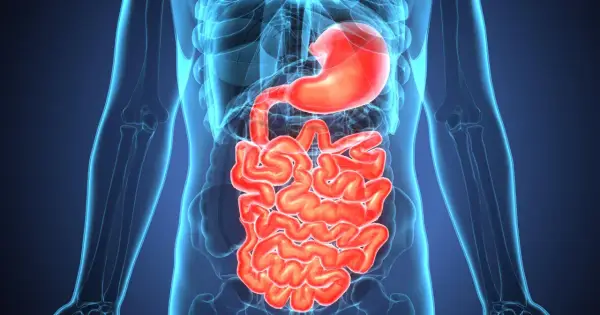 Anatomia układu pokarmowego, uwidaczniająca żołądek i jelita. Obraz może pomóc zrozumieć zapalenie jelit objawy.